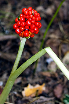 Image of Jack in the pulpit