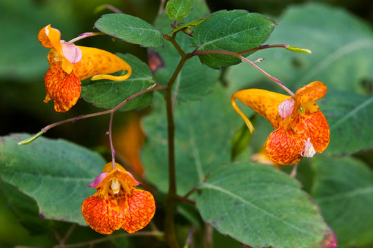 Image of jewelweed