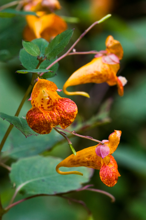 Image of jewelweed