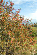 Image of <i>Sorbus aria</i>