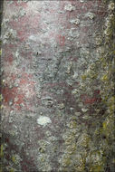 Image of <i>Sorbus aria</i>