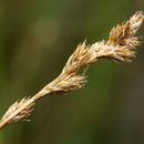 Image of Mariposa sedge