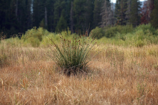 Imagem de Juncus laccatus P. F. Zika