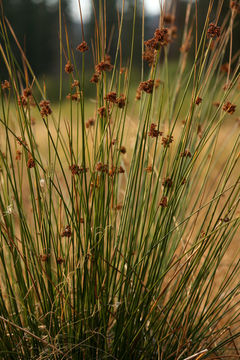 Image of Juncus laccatus P. F. Zika