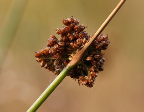 Image of Juncus laccatus P. F. Zika