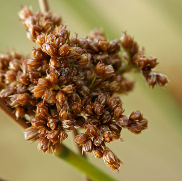 Image of Juncus laccatus P. F. Zika