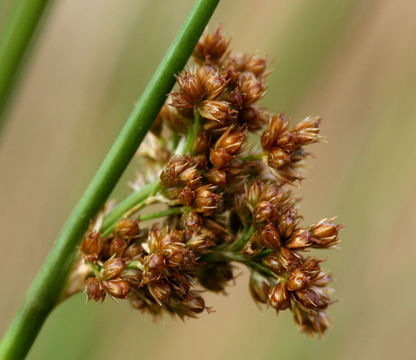 Image of Juncus laccatus P. F. Zika