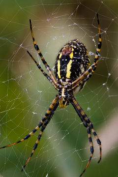 Plancia ëd Argiope trifasciata (Forsskål 1775)