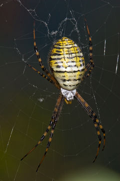 Image of Banded Argiope