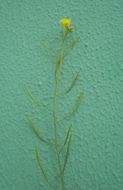 Image of perennial wallrocket