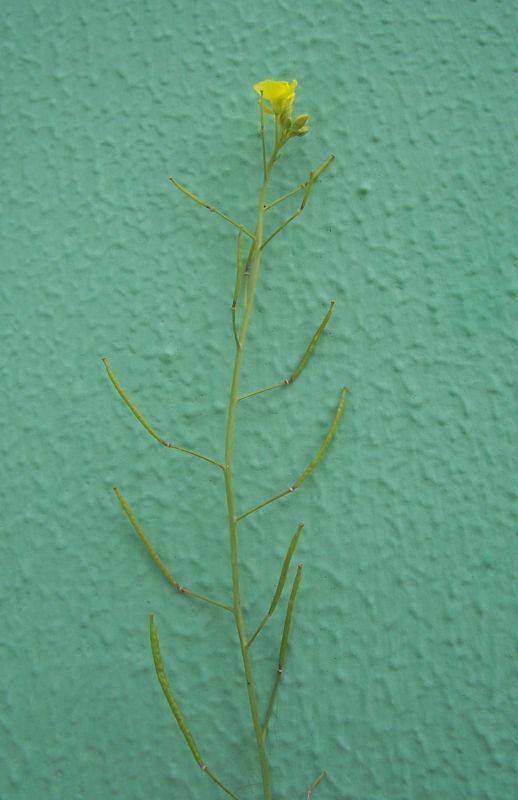 Image of perennial wallrocket