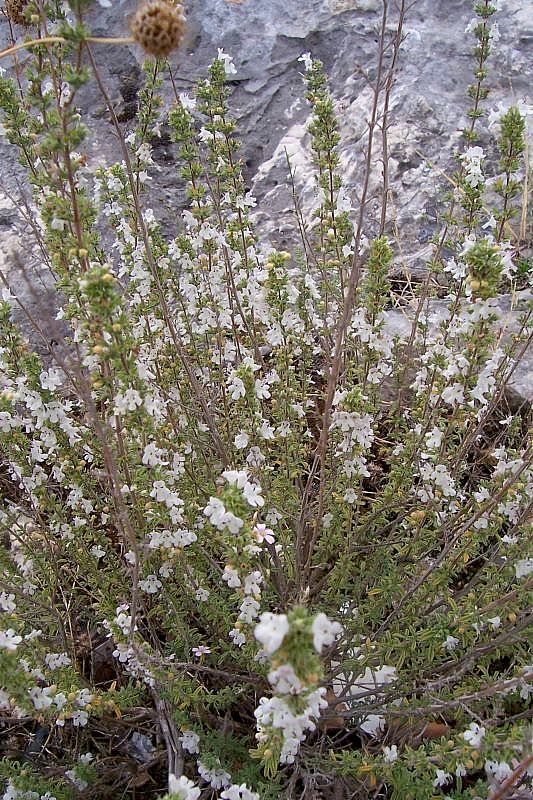 Слика од Satureja cuneifolia Ten.