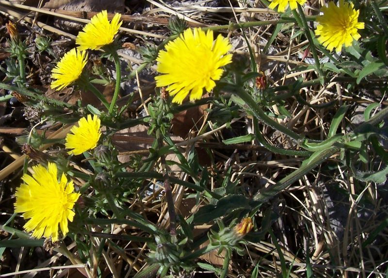 Image of hawkweed oxtongue