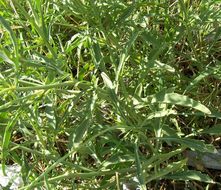 Plancia ëd Diplotaxis tenuifolia (L.) DC.