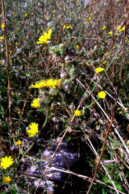 Picris hieracioides L. resmi