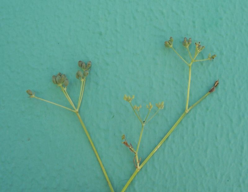 Image of sweet fennel