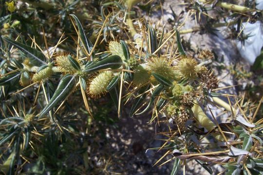 Image of Spiny Cockleburr