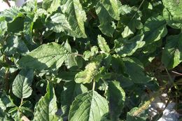 Image of redroot amaranth