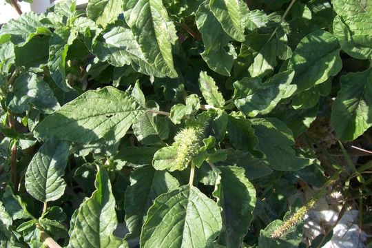 Image of redroot amaranth