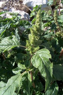 Image of redroot amaranth