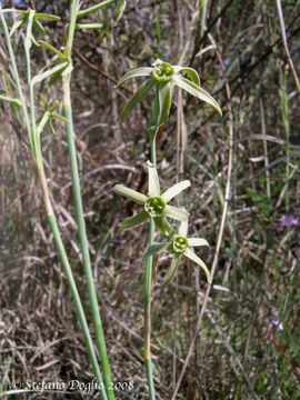 Image of Narcissus viridiflorus Schousb.