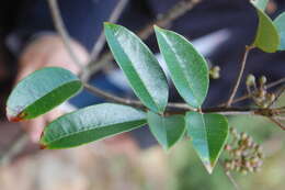 Image of Butterfly Bush