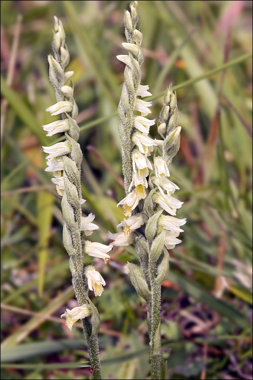 Image of Autumn Lady's Tresses Spiranthes