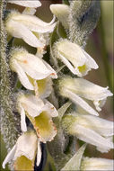 Image of Autumn Lady's Tresses Spiranthes