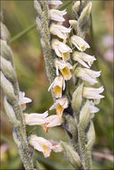 Image of Autumn Lady's Tresses Spiranthes