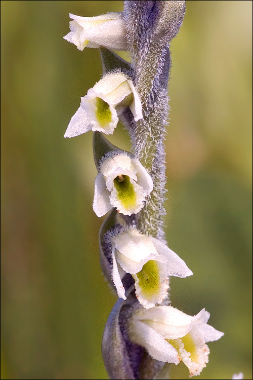 Image of Autumn Lady's Tresses Spiranthes