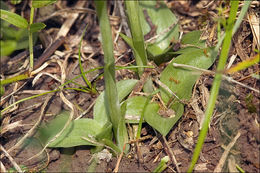 Image of Autumn Lady's Tresses Spiranthes