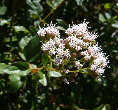 Image of Ageratina ligustrina (DC.) R. King & H. Rob.