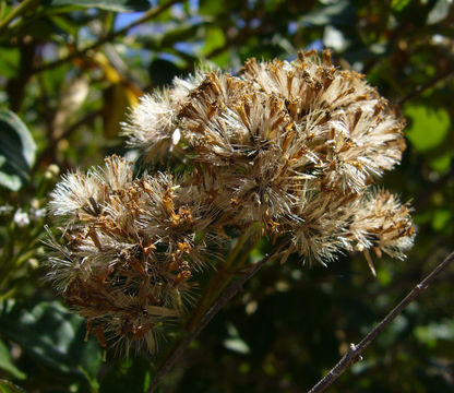 Image of Ageratina ligustrina (DC.) R. King & H. Rob.