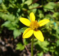 صورة Bidens ostruthioides (DC.) Sch. Bip.