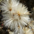 Image of <i>Echinops bovei</i>