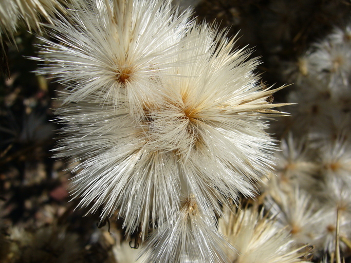 Image of <i>Echinops bovei</i>