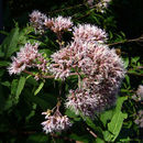 Image of <i>Eupatorium dubium</i>