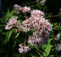 Image of <i>Eupatorium dubium</i>