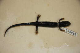 Image of Woodland salamander