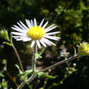 Image of Heteropappus crenatifolius (Hand.-Mazz.) Griers.