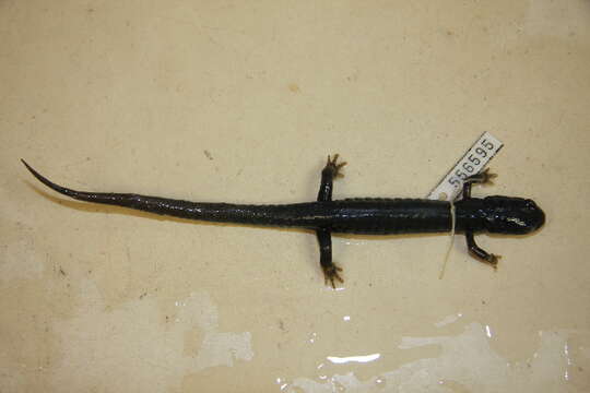 Plethodon Tschudi 1838的圖片