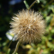 Image of Heteropappus crenatifolius (Hand.-Mazz.) Griers.