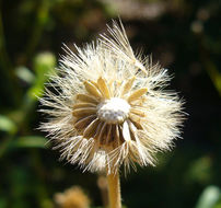 Imagem de Heteropappus crenatifolius (Hand.-Mazz.) Griers.