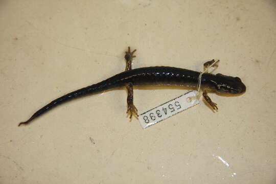 Plethodon Tschudi 1838的圖片