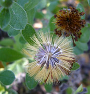 Image of Heterotheca mucronata V. L. Harms ex B. L. Turner