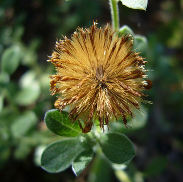 Imagem de Heterotheca mucronata V. L. Harms ex B. L. Turner