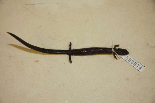 Plethodon Tschudi 1838的圖片