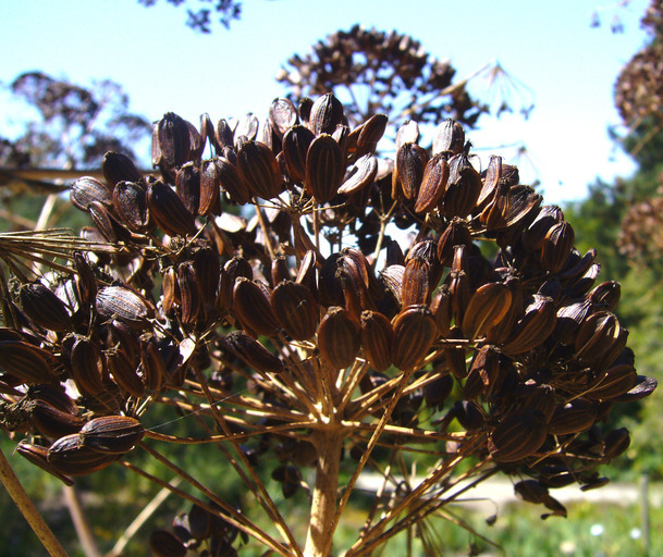 Image of Giant Fennel