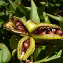 Plancia ëd Paeonia lactiflora Pall.