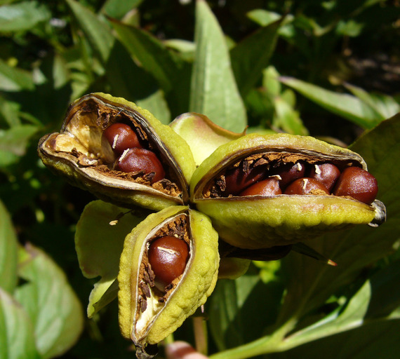 Paeonia lactiflora Pall. resmi